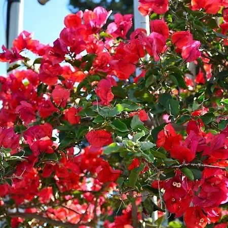 Koukounaries Daire Skala (Kefalonia)