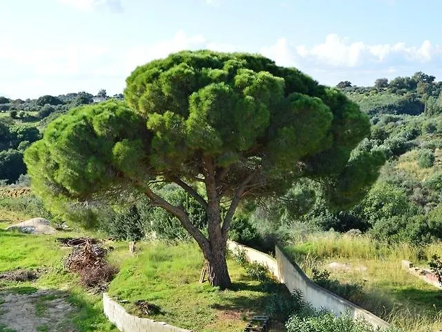 Koukounaries Apartman Skala (Kefalonia)